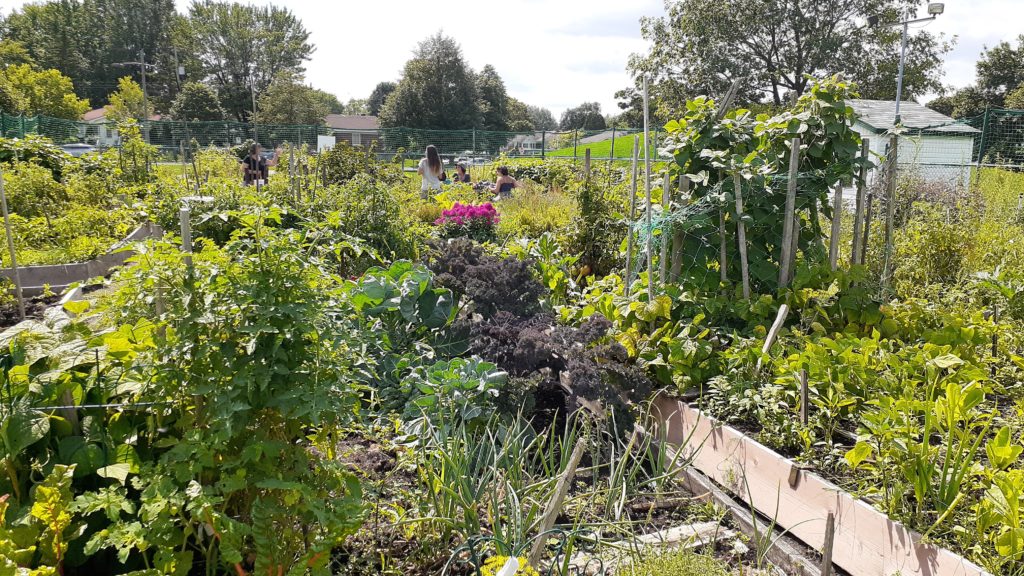 jardin communautaire